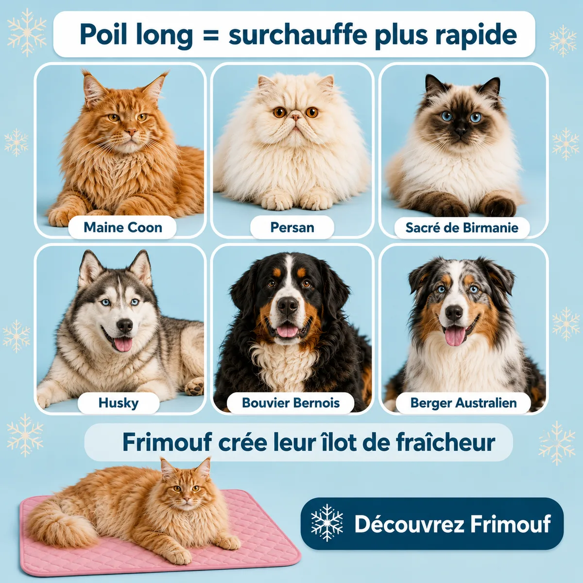 Grille de six portraits sur fond bleu clair : trois chats à poil long, maine coon roux, persan crème et sacré de Birmanie, et trois chiens à poil long, husky, bouvier bernois et berger australien ; en bas, un maine coon roux allongé sur un tapis rafraîchissant rose