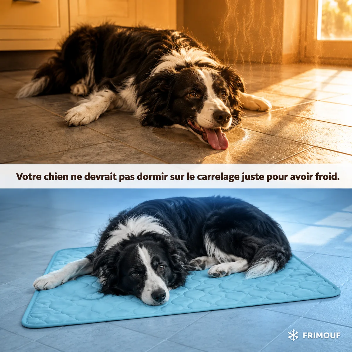 Visuel en deux parties : en haut, un border collie haletant allongé sur le carrelage d'une cuisine en plein soleil ; en bas, le même chien couché sur un tapis rafraîchissant bleu, dans une lumière froide