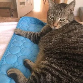 Chat allongé en gros plan sur un tapis rafraîchissant bleu
