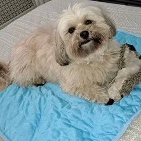 Chien couché sur le tapis rafraîchissant bleu posé sur un canapé