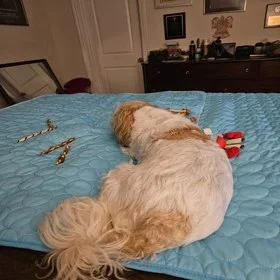 Chien endormi sur le tapis rafraîchissant bleu posé sur un lit