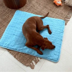 Chien marron allongé sur le tapis rafraîchissant bleu