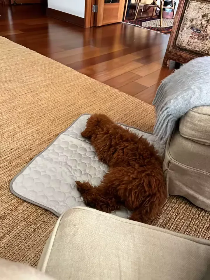 Caniche abricot couché sur un tapis rafraîchissant Frimouf, dans un salon
