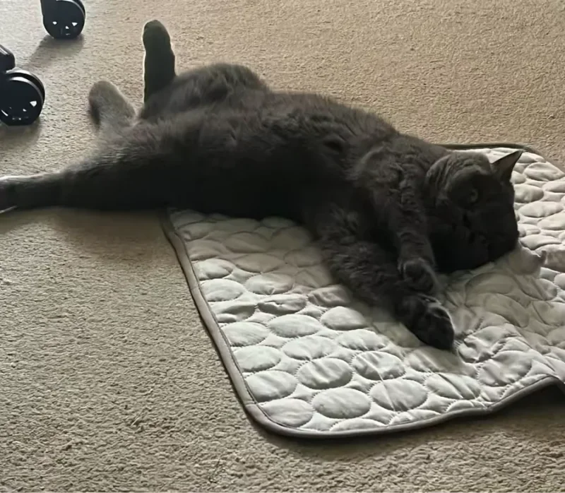 Chat gris allongé de tout son long sur un tapis rafraîchissant Frimouf