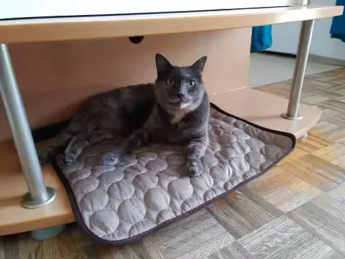 Chatte grise allongée sur un tapis rafraîchissant Frimouf