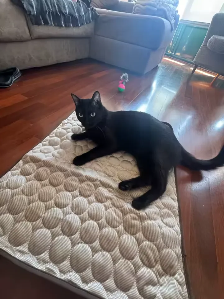Chat noir allongé sur un tapis rafraîchissant Frimouf