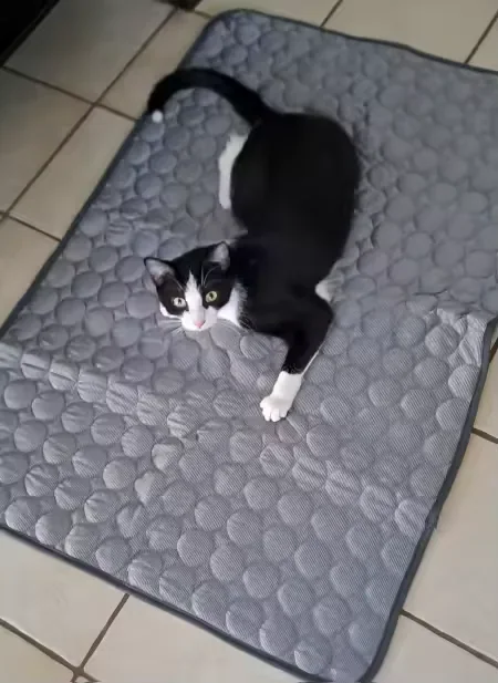 Chat noir et blanc couché sur un tapis rafraîchissant Frimouf