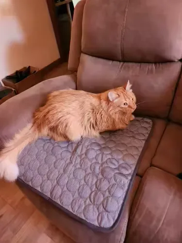 Chat roux à poil long allongé sur un tapis rafraîchissant Frimouf