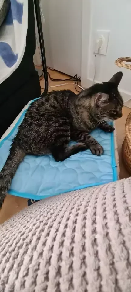Chat tigré allongé sur un tapis rafraîchissant Frimouf