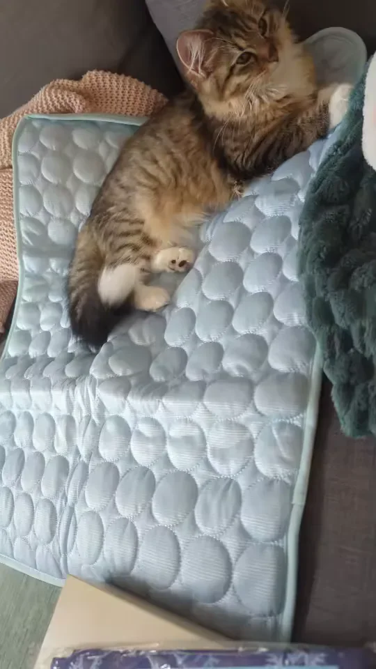 Chaton tigré allongé sur un tapis rafraîchissant Frimouf
