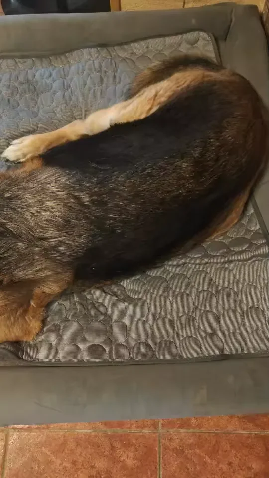 Grand chien couché de tout son long sur un tapis rafraîchissant Frimouf