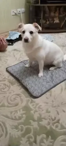 Petit chien blanc assis sur un tapis rafraîchissant Frimouf