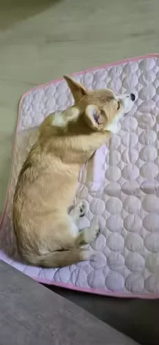 Chien de type shiba endormi sur un tapis rafraîchissant Frimouf