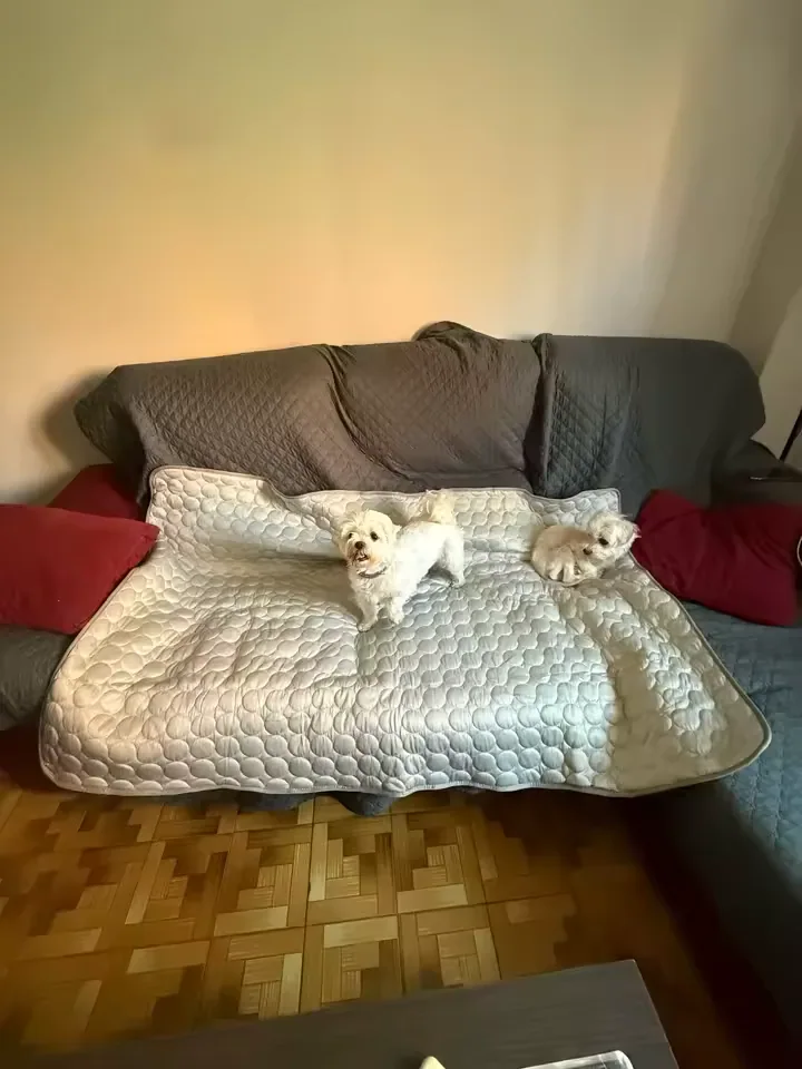 Deux petits chiens blancs sur un tapis rafraîchissant Frimouf