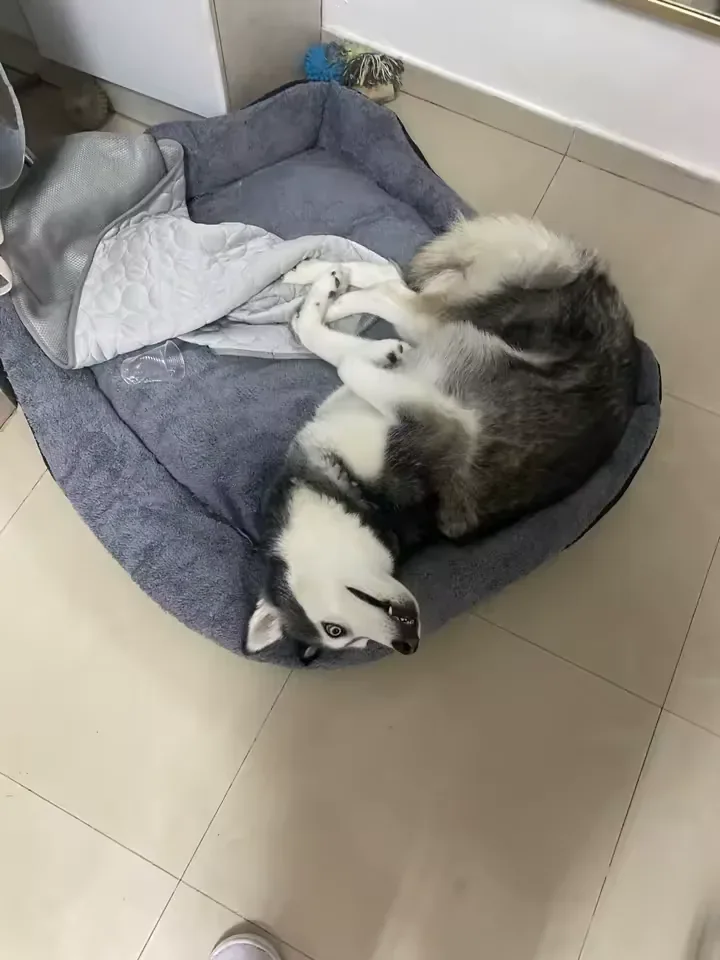 Husky couché près de son tapis rafraîchissant Frimouf
