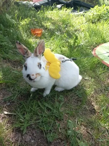 Lapin allongé sur son tapis rafraîchissant Frimouf, photo envoyée par une acheteuse