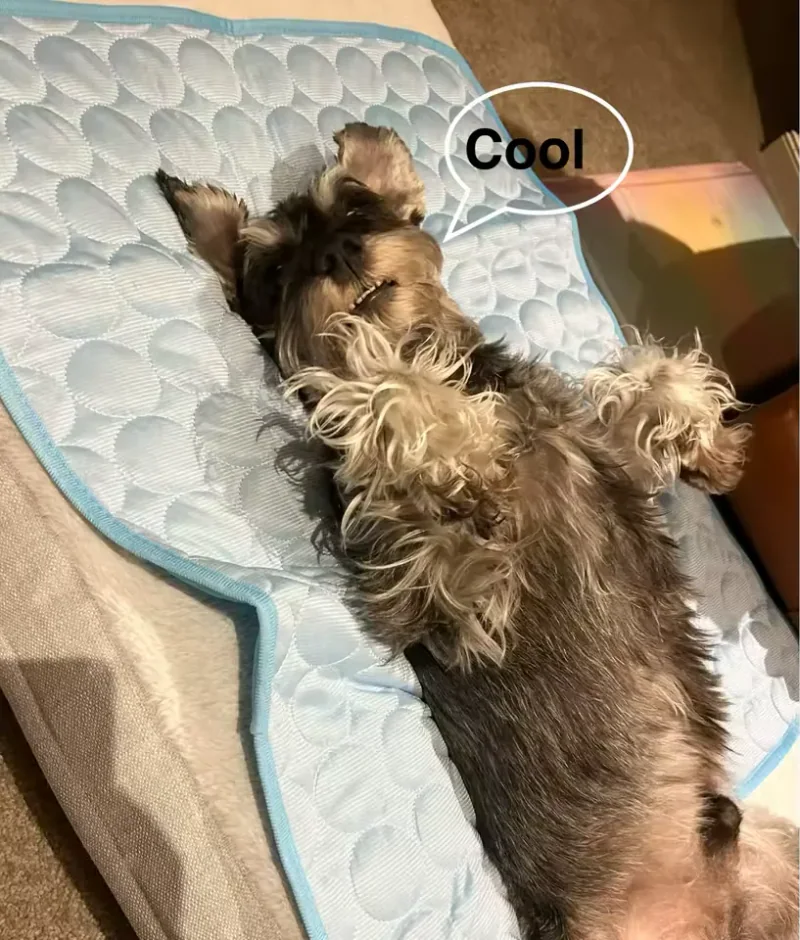 Schnauzer allongé sur un tapis rafraîchissant Frimouf