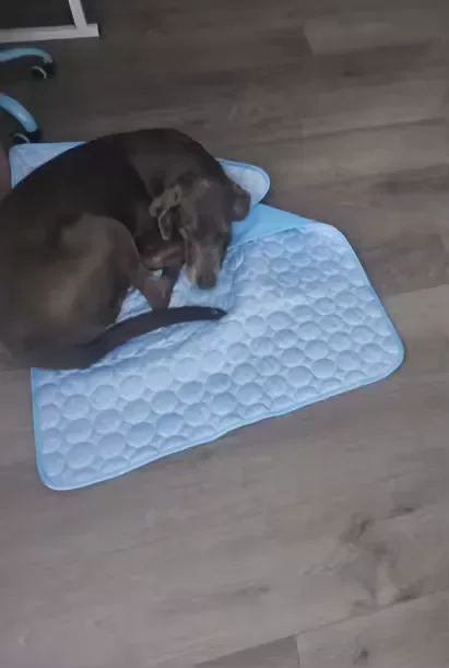 Teckel chocolat couché sur un tapis rafraîchissant Frimouf
