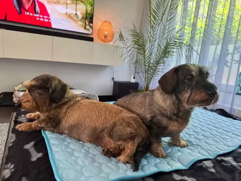 Deux teckels allongés sur un tapis rafraîchissant Frimouf
